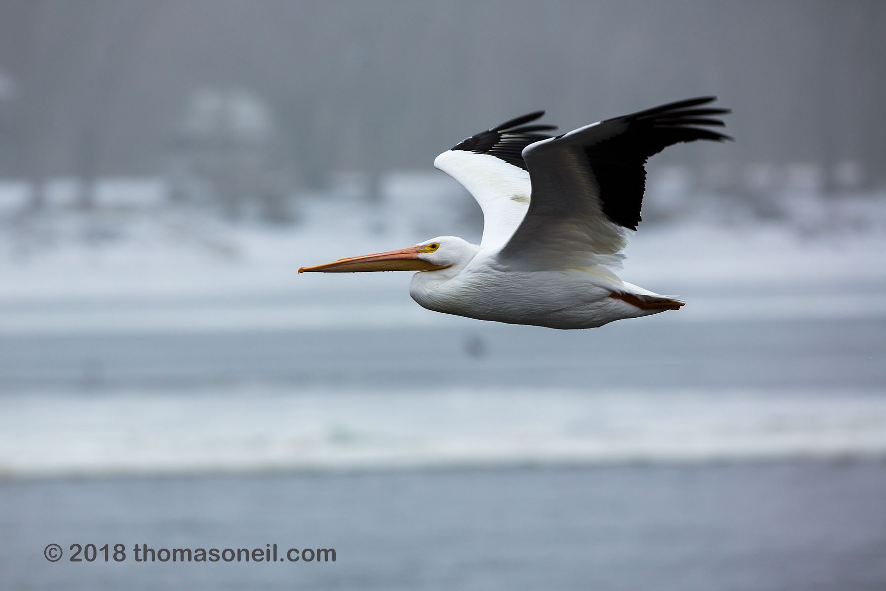 A pelican cruises by, Keokuk, Iowa.  Click for next photo.