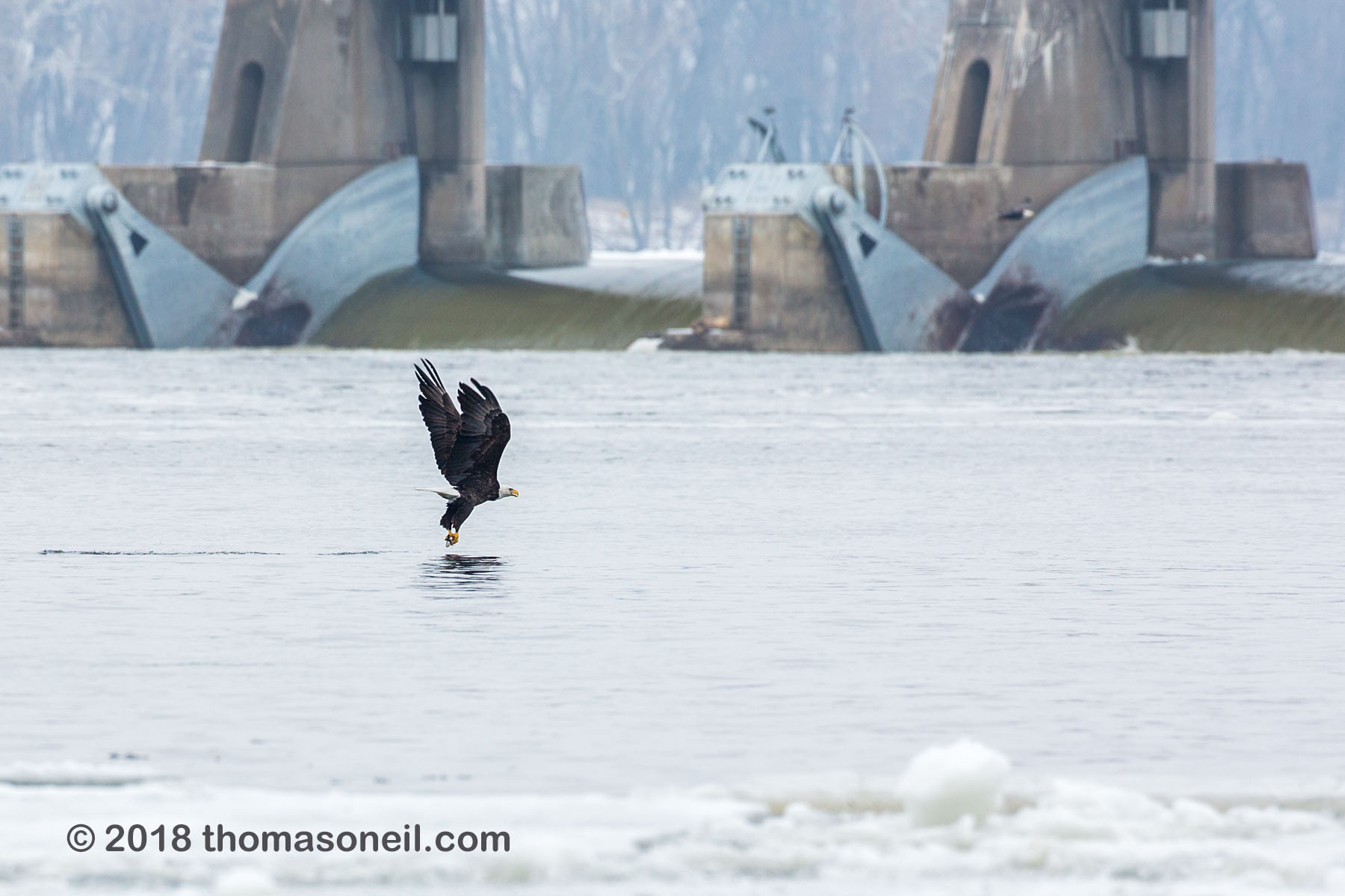 Bald eagle flies in front of the dam, Lock and Dam 18, Illinois.  Click for next photo.