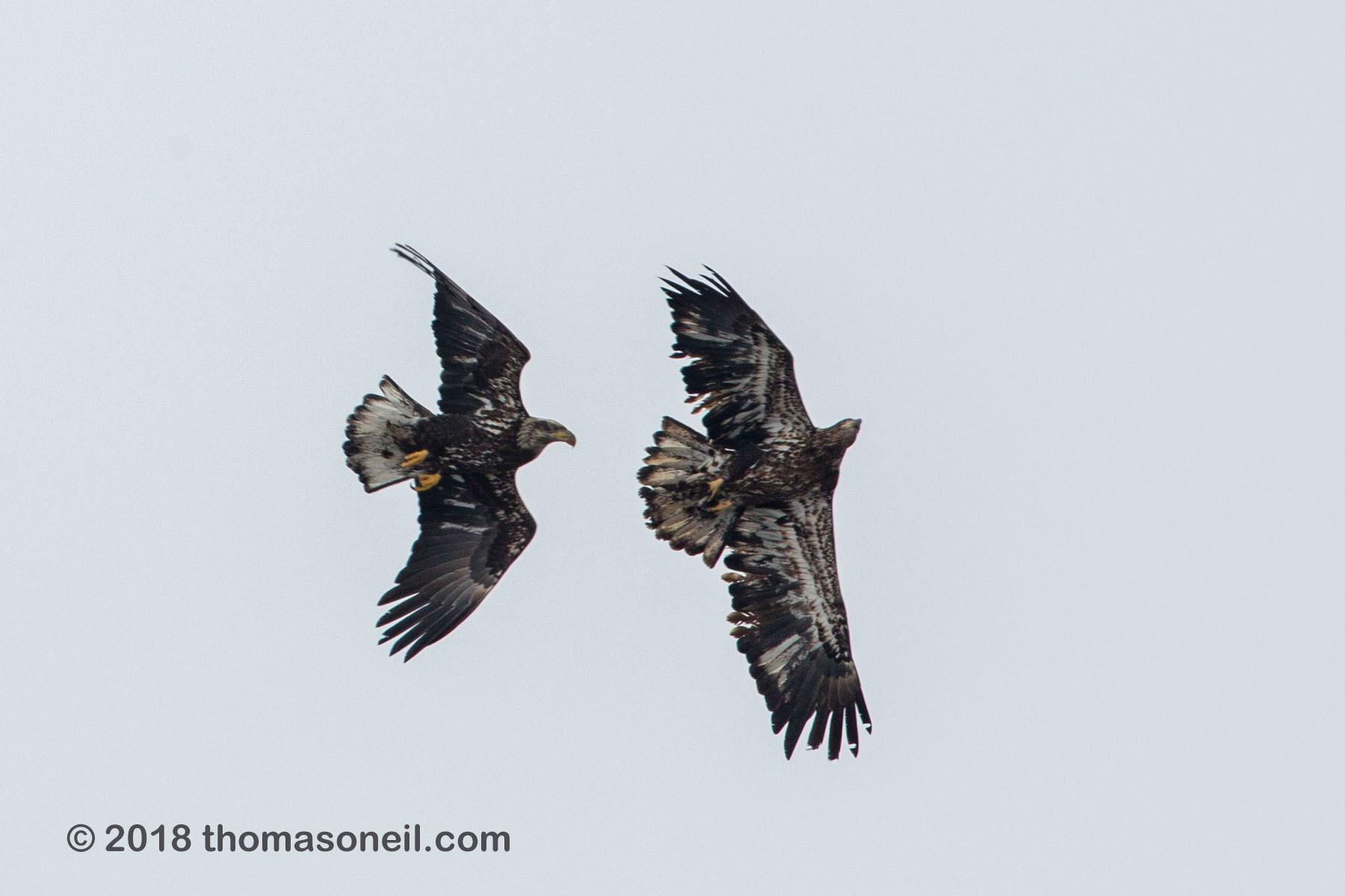 Juvenile bald eagles sparring for some reason, Lock and Dam 18, Illinois.  Click for next photo.