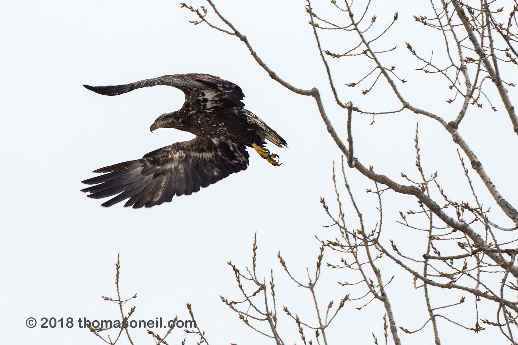 Juvenile bald eagle takes off, Lock and Dam 18, Illinois.  Click for next photo.
