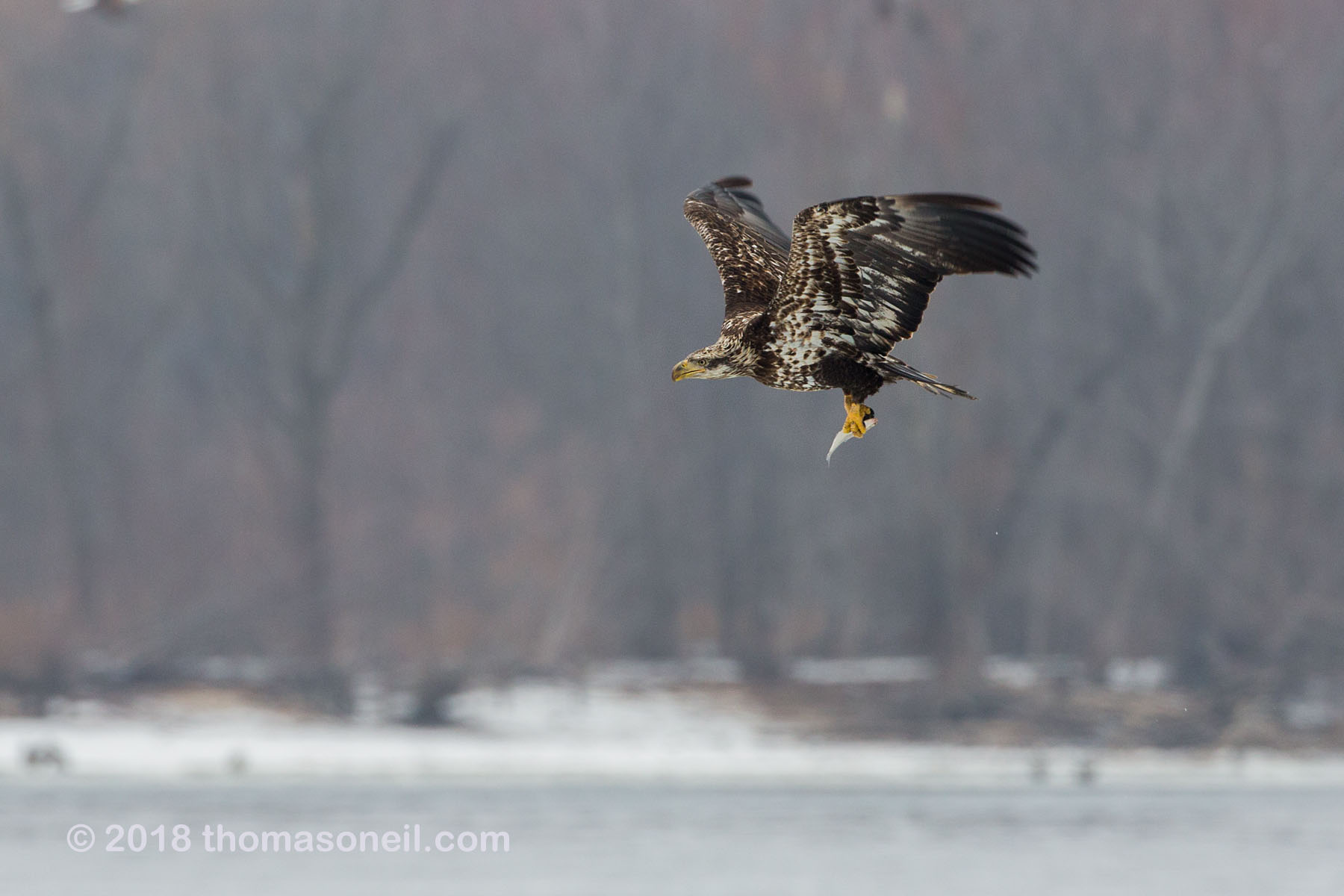 Juvenile bald eagle with fish, 12 of 13 in sequence, Lock and Dam 18, Illinois.  Click for next photo.