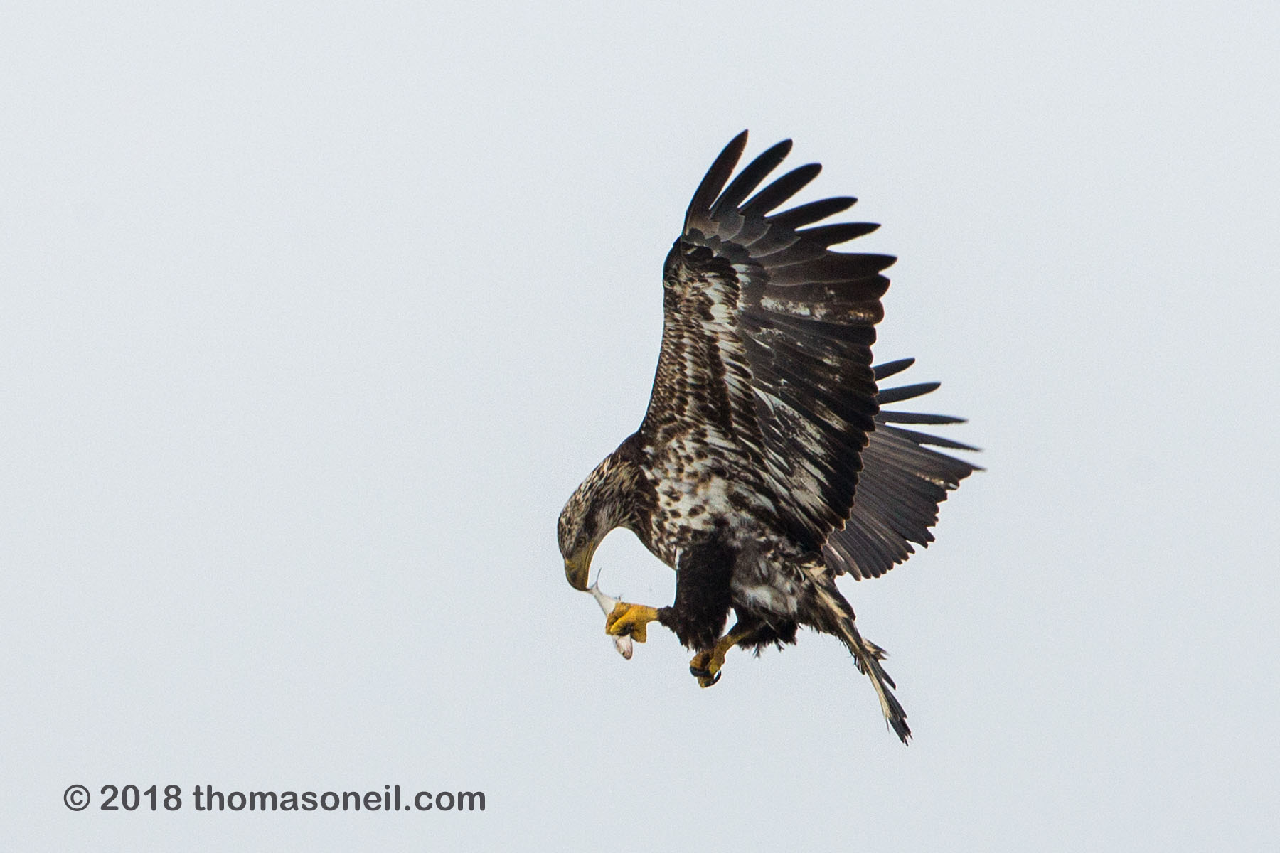 Juvenile bald eagle checks his catch, 13 of 13 in sequence, Lock and Dam 18, Illinois.  Click for next photo.