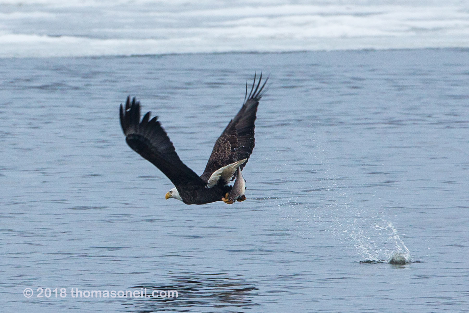 Bald eagle grabs a big fish, Keokuk, Iowa.  Click for next photo.
