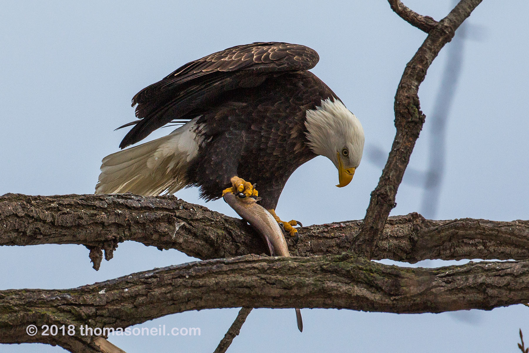 Bald eagle eating fish, 5 of 7 in sequence, Keokuk, Iowa.  Click for next photo.