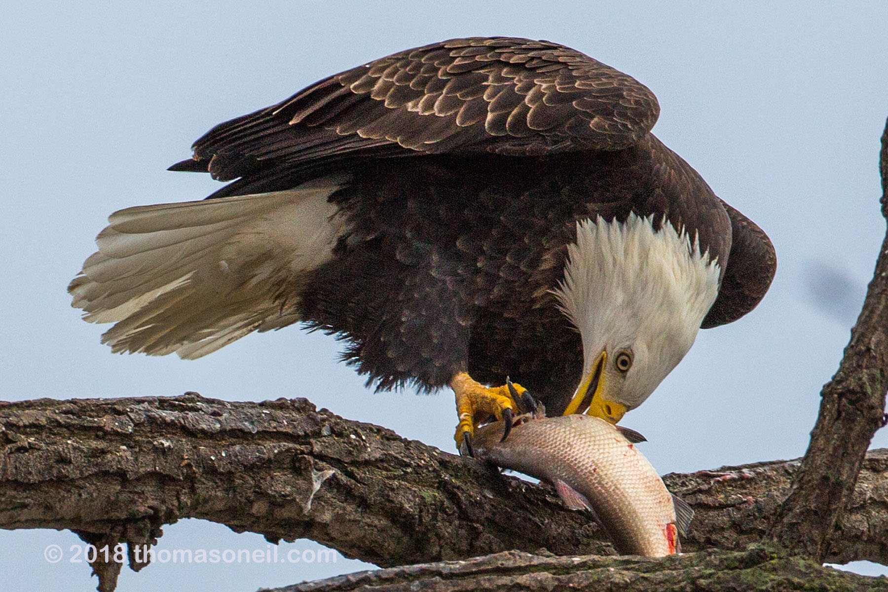 Bald eagle eating fish, 6 of 7 in sequence, Keokuk, Iowa.  Click for next photo.