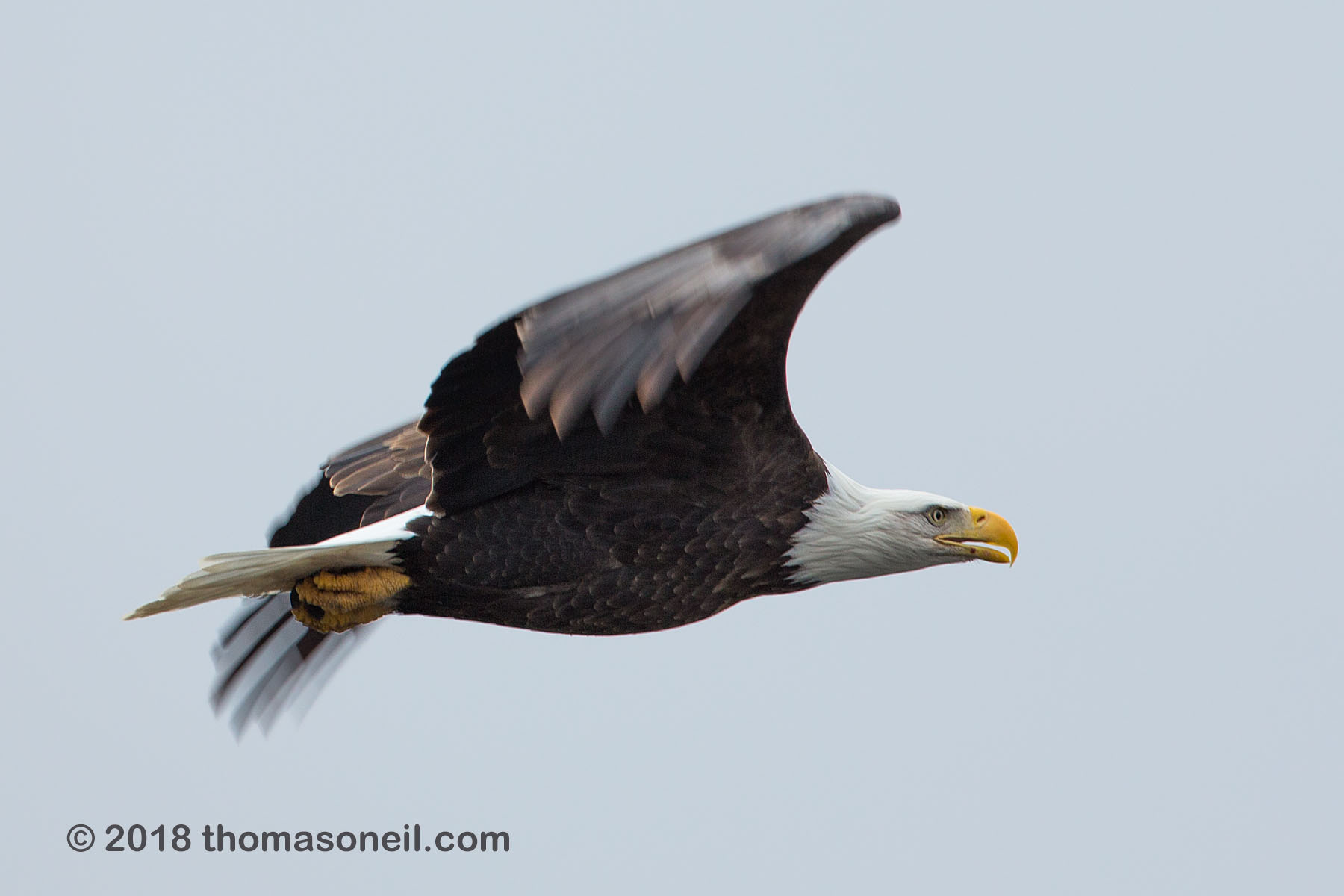Bald eagle, Keokuk, Iowa.  Click for next photo.