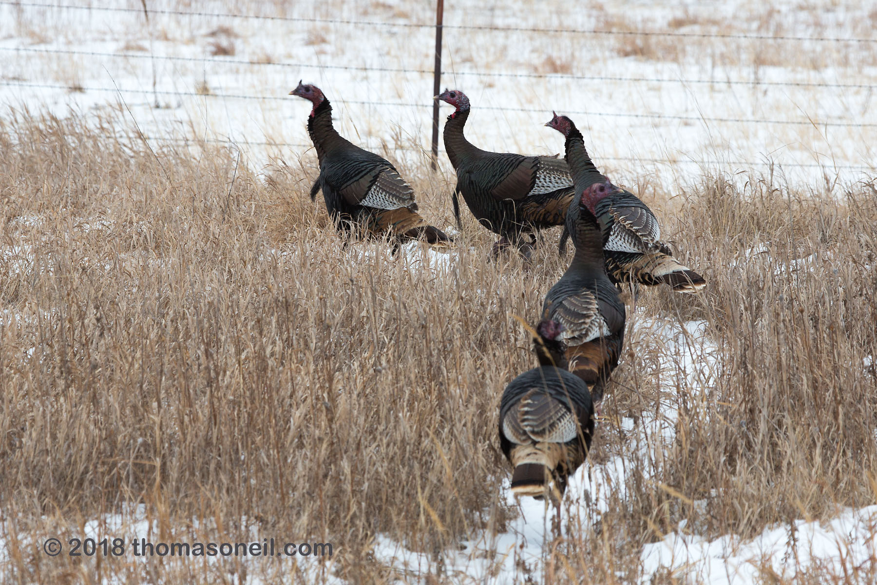 Turkeys along the road in north-central Nebraska, February 2018.  Click for next photo.