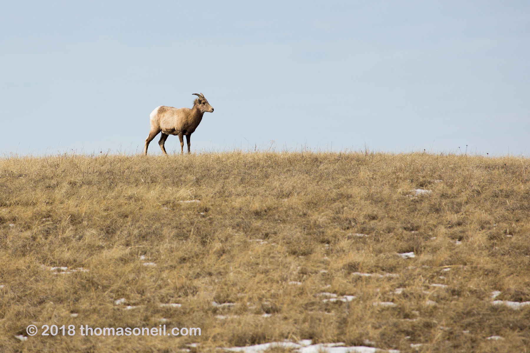 Bighorn ewe, Badlands National Park, February 2018.  Click for next photo.