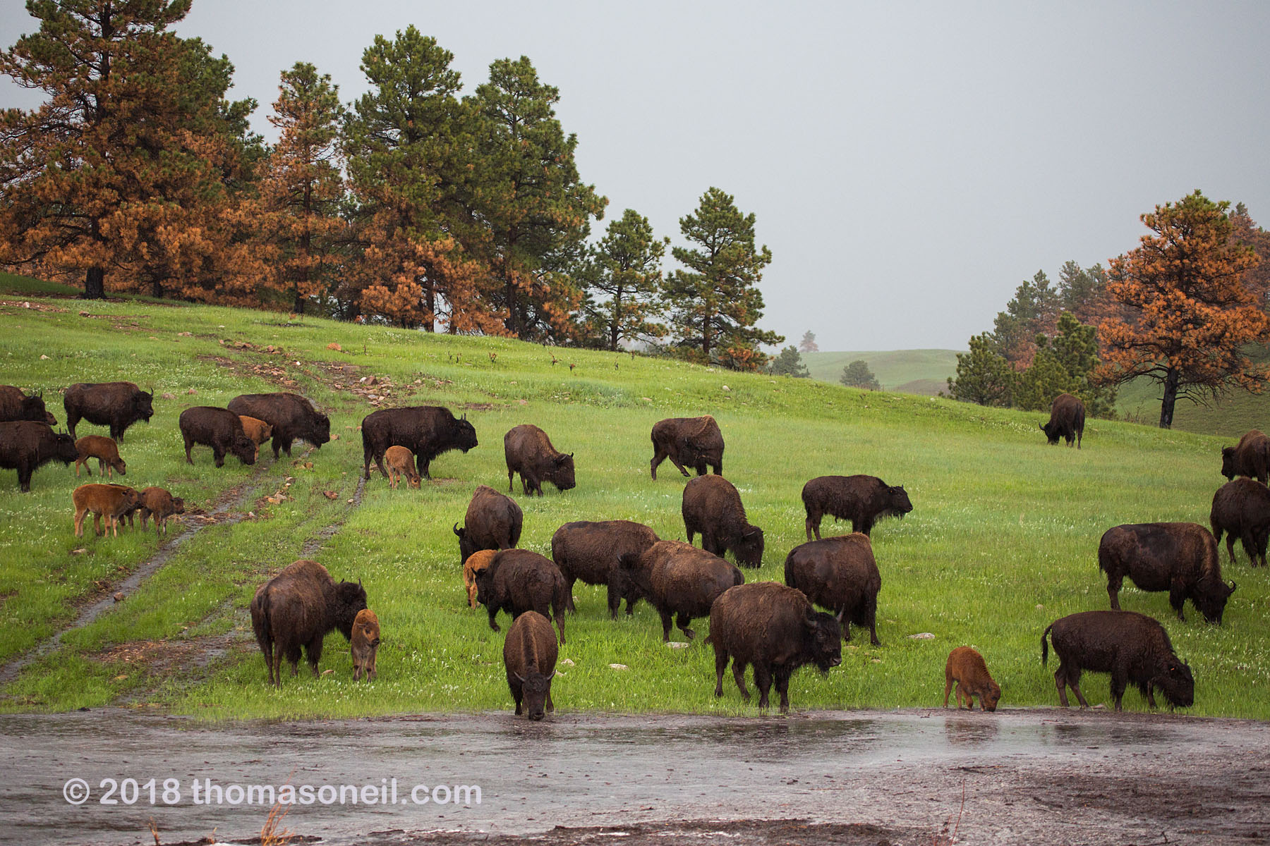Bison endure a downpour, Custer State Park.  Click for next photo.