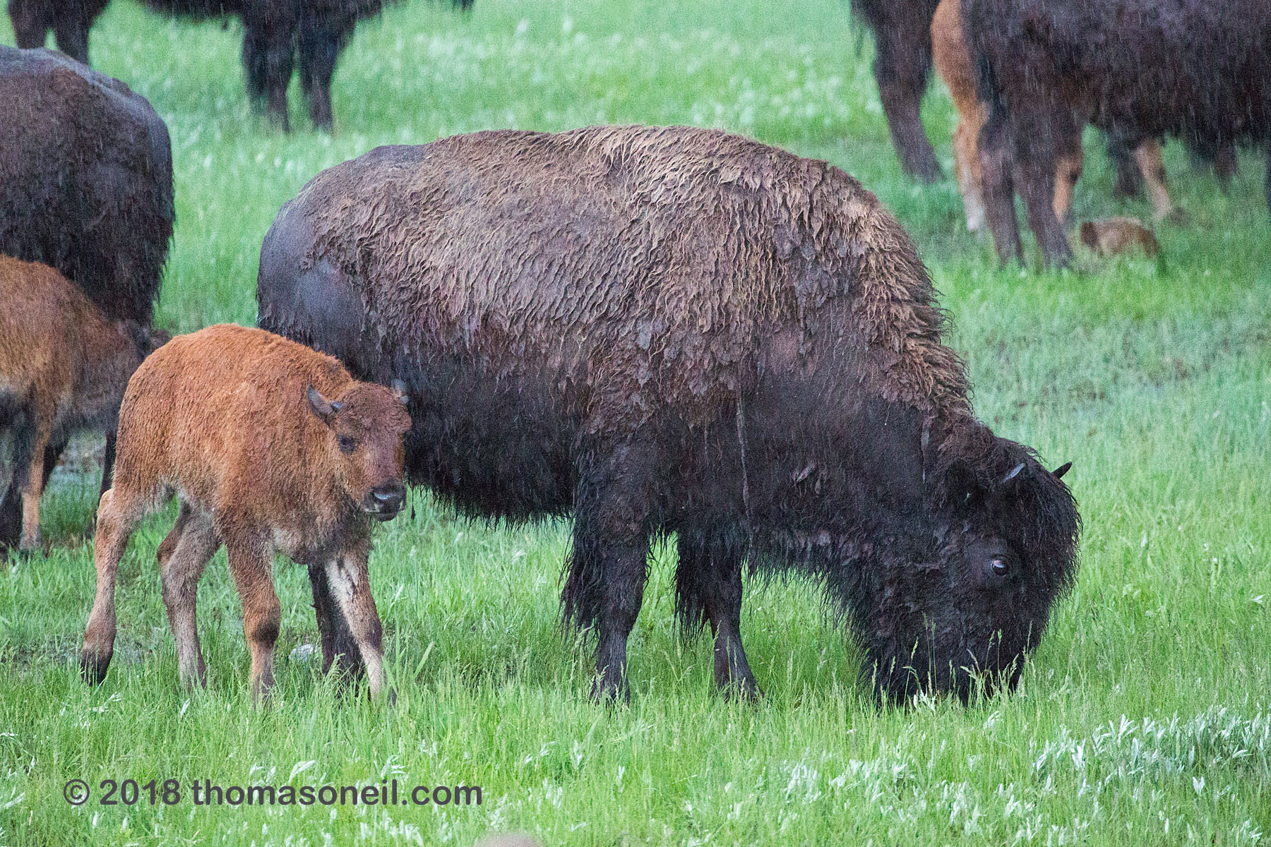 Bison with calf, Custer State Park.  Click for next photo.