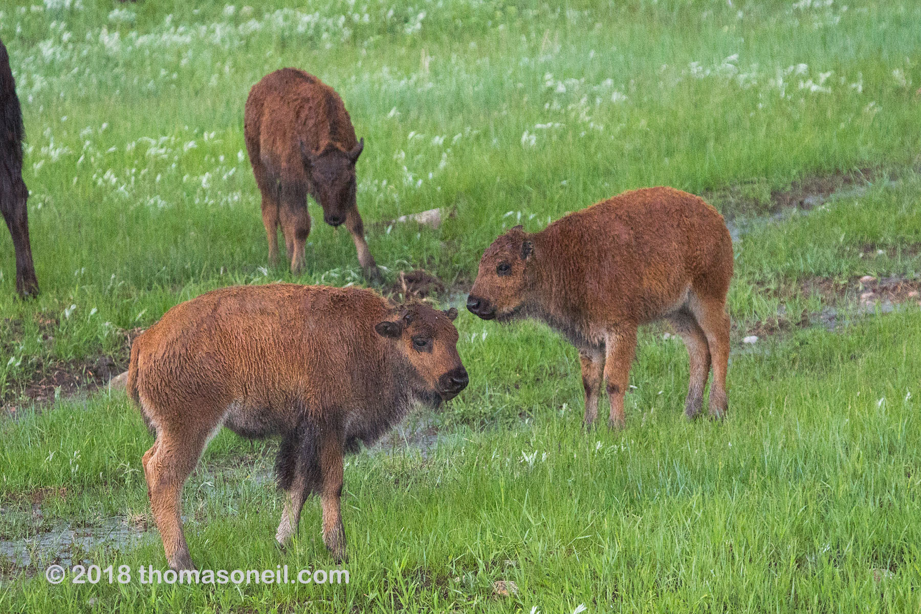 Three bison calves, Custer State Park.  Click for next photo.