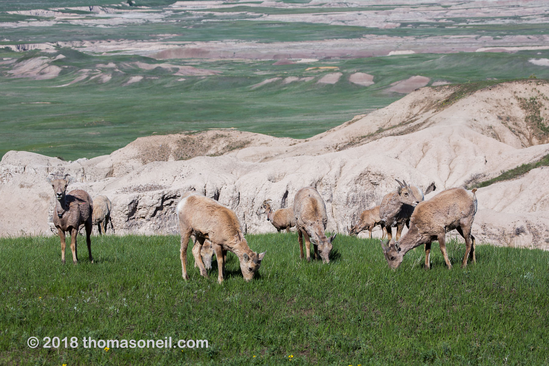Group of bighorn ewes, Badlands National Park.  Click for next photo.