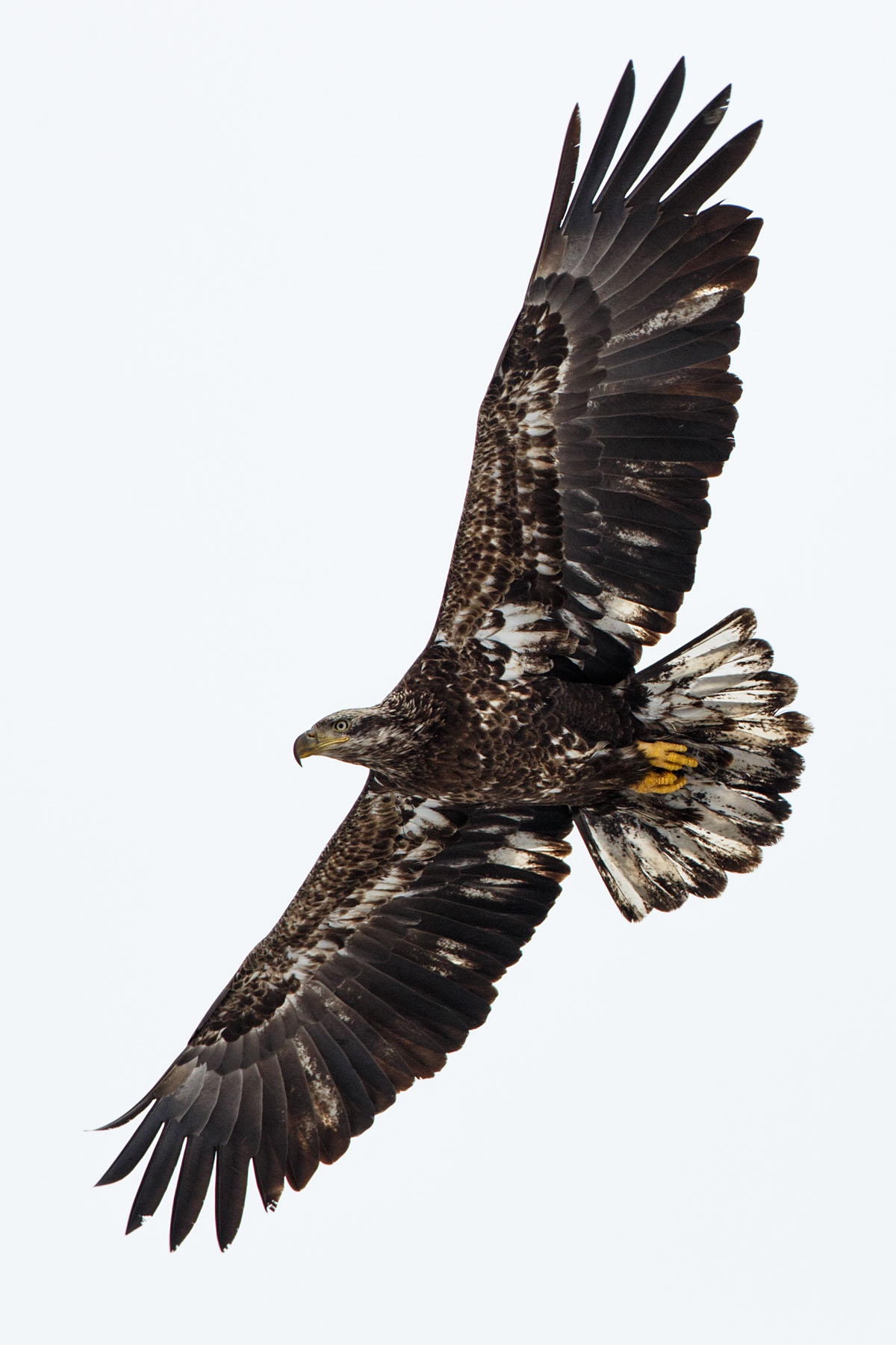 Juvenile bald eagle, Lock and Dam 18, Illinois.  Click for next photo.