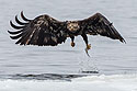 Juvenile bald eagle yanks the fish out of the water, 6 of 13 in sequence, Lock and Dam 18, Illinois.