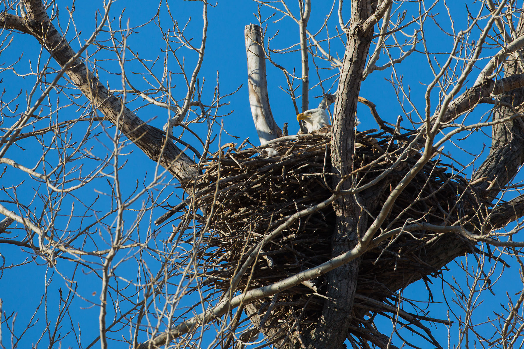 Bald Eagle in nest, Loess Bluffs NWR.  Click for next photo.