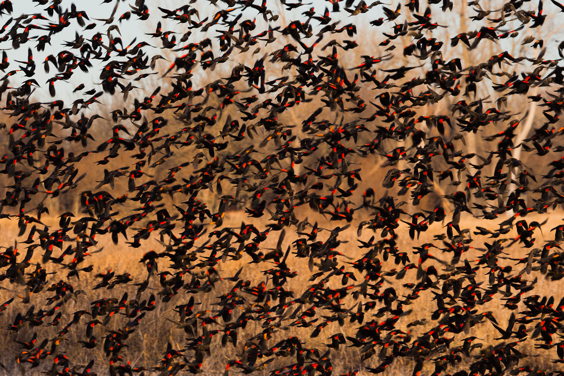 Blackbirds flocking, Loess Bluffs NWR.  Click for next photo.