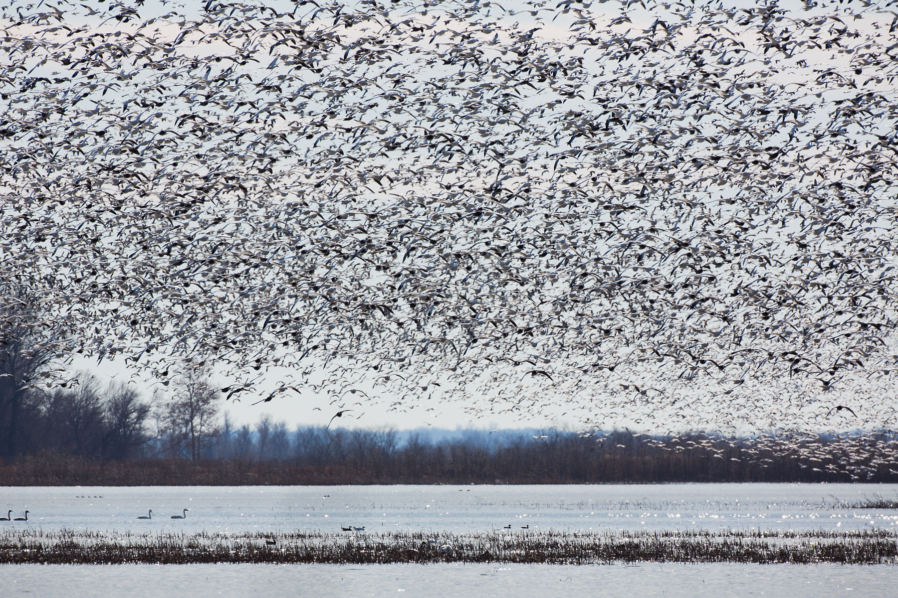 Snow geese, Loess Bluffs NWR.  Click for next photo.
