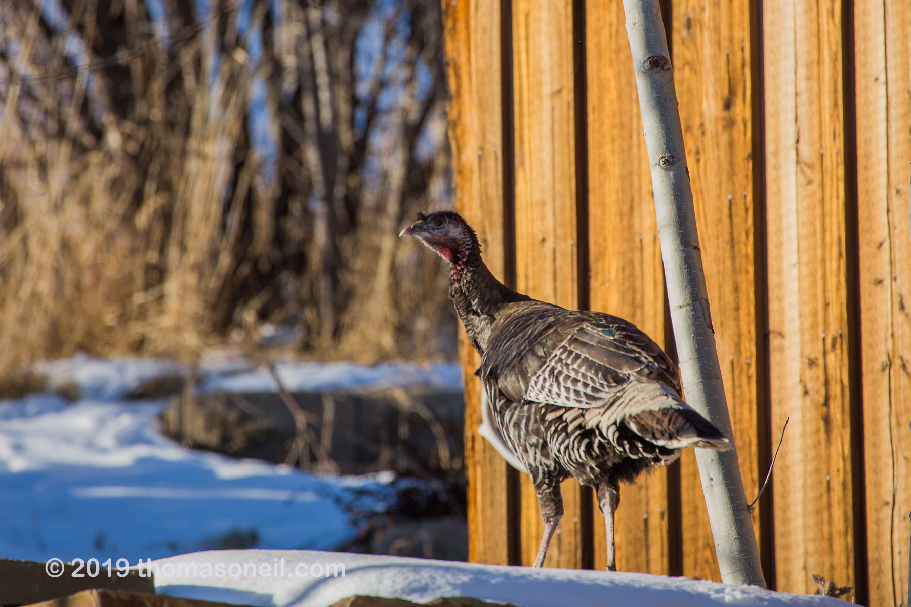 Not all wildlife is in the parks.  Red Lodge, MT is overrun with dozens of turkeys.  Click for next photo.