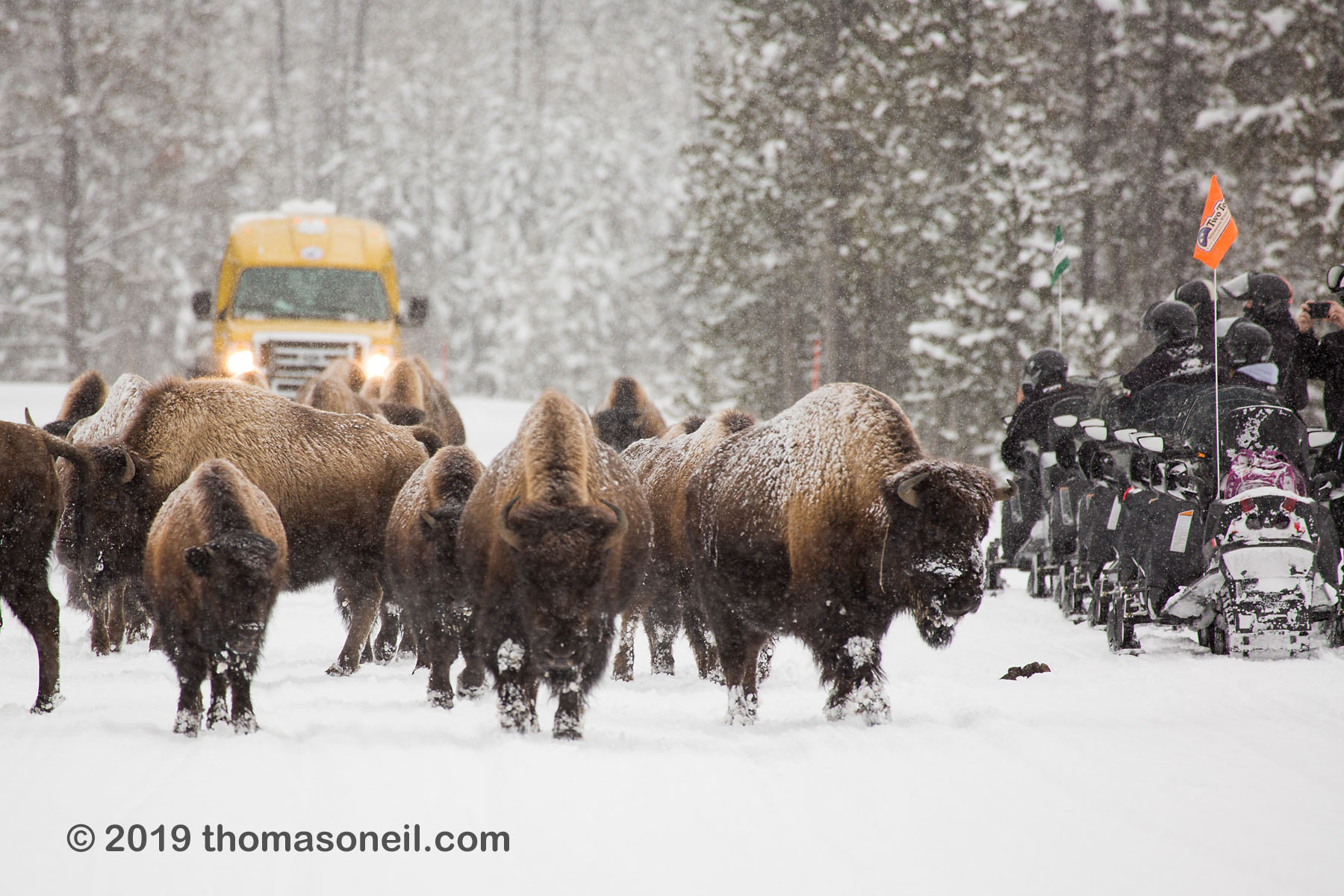 Bison on the road, Yellowstone National Park, January 25, 2019.  Click for next photo.