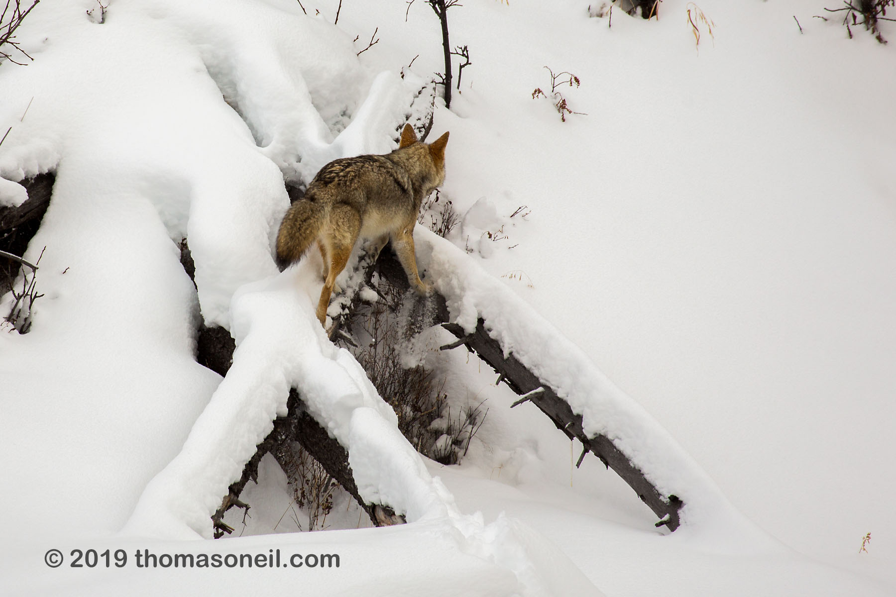 Coyote climbs the fallen tree, Yellowstone National Park.  Click for next photo.