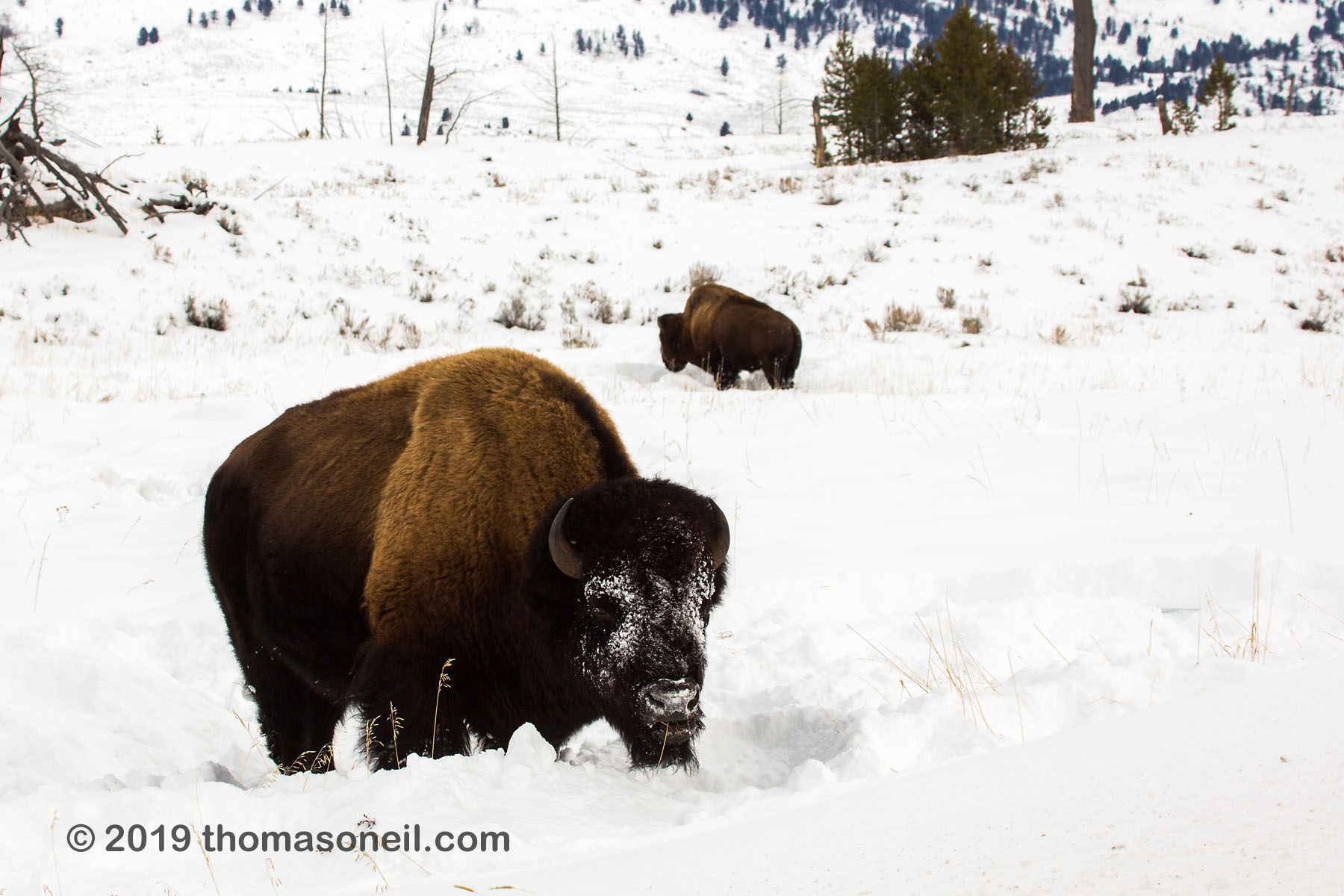 Bison, between Mammoth and Tower, Yellowstone National Park, January 31, 2019.  Click for next photo.