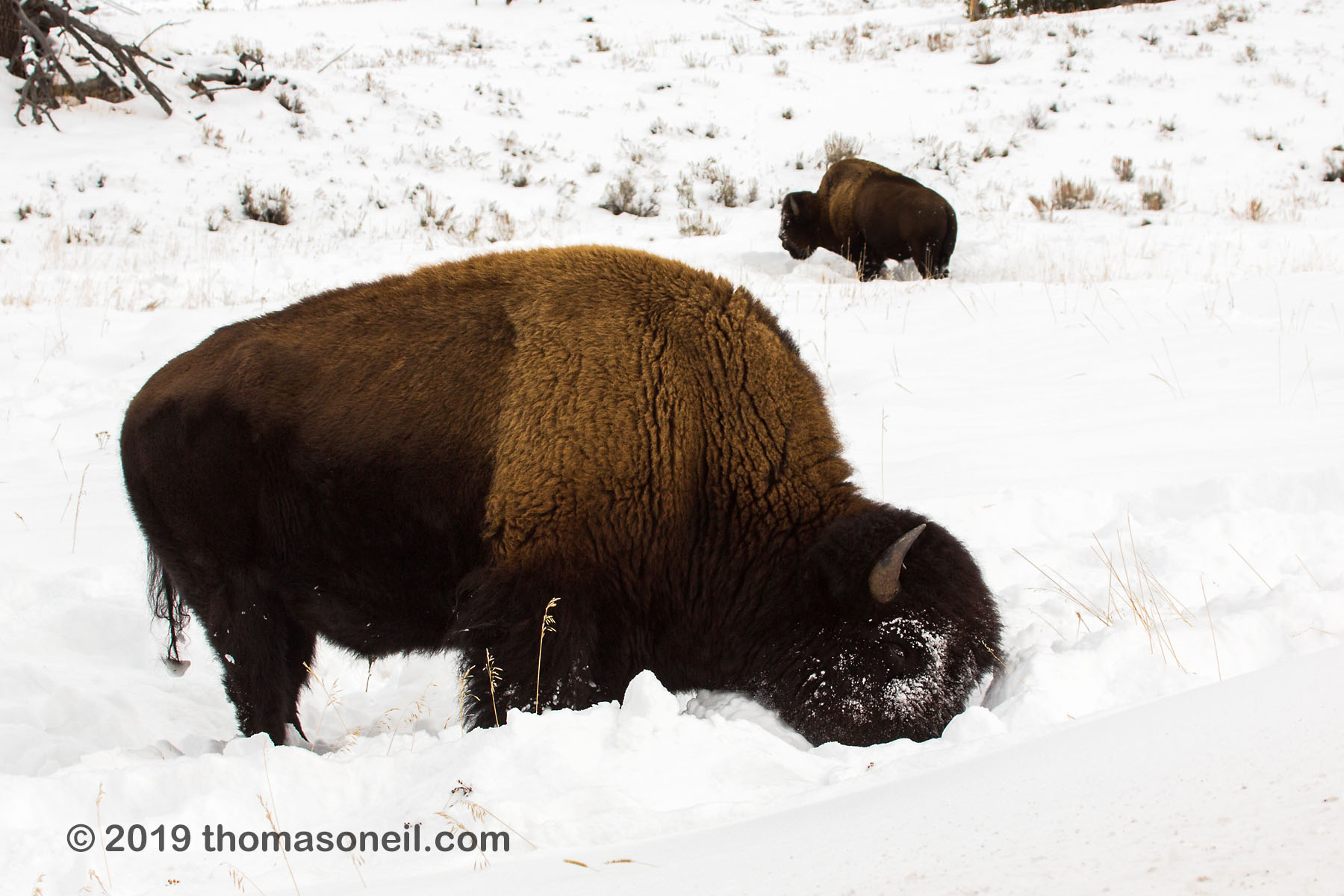 Bison sweeps snow with his head, between Mammoth and Tower, Yellowstone National Park, January 31, 2019.  Click for next photo.