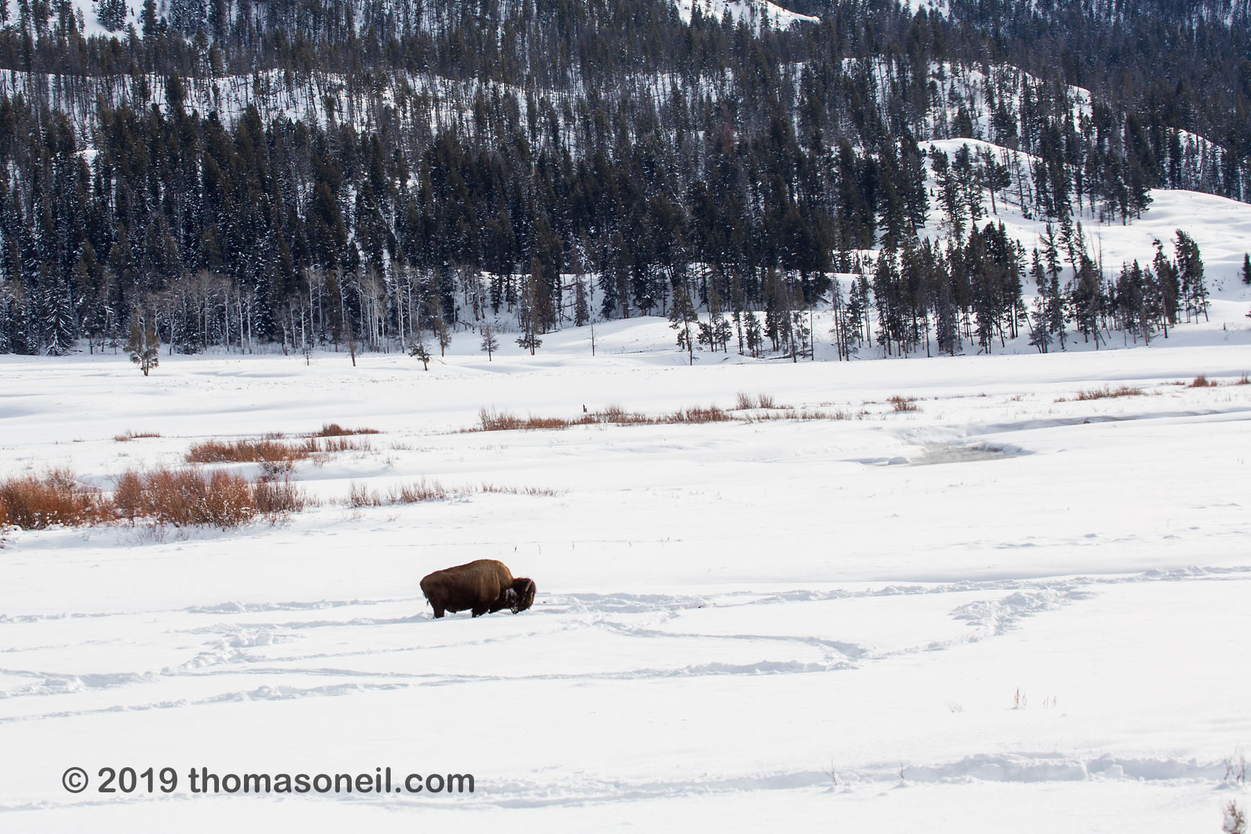 Bison in the Lamar Valley, Yellowstone National Park, January 30, 2019.  Click for next photo.