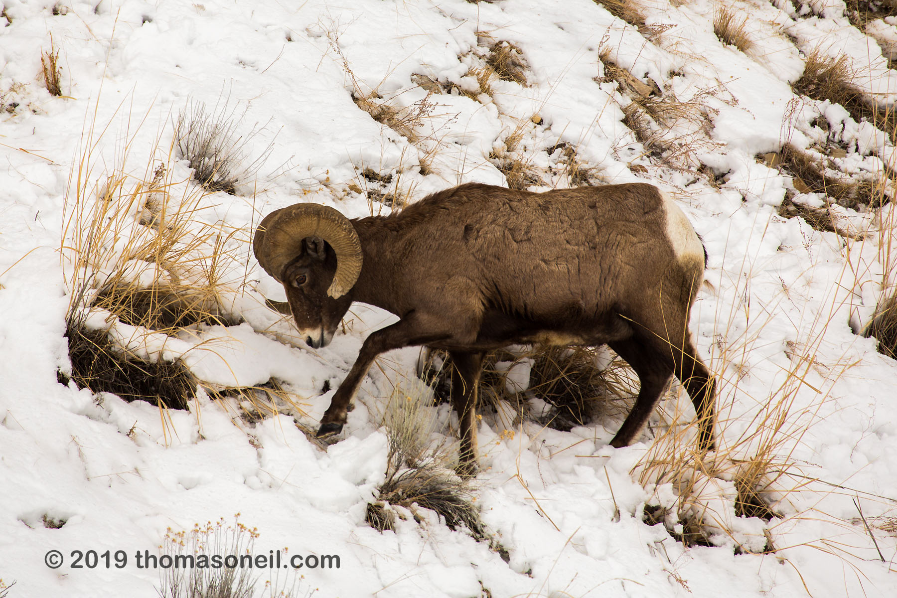 Bighorn paws through snow to uncover grass, Lamar Valley, Yellowstone National Park.  Click for next photo.