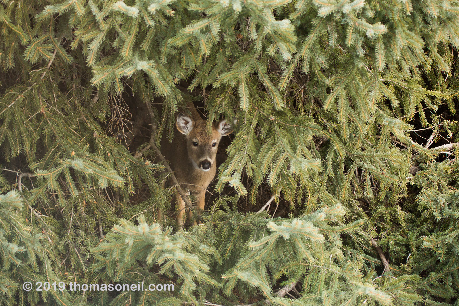 Deer hiding in residential spruce tree, Red Lodge, MT.  Click for next photo.