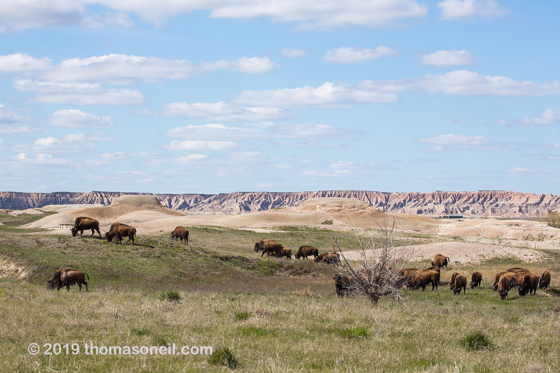 Bison herd on private land south of Badlands National Park, May 2019.  Click for next photo.