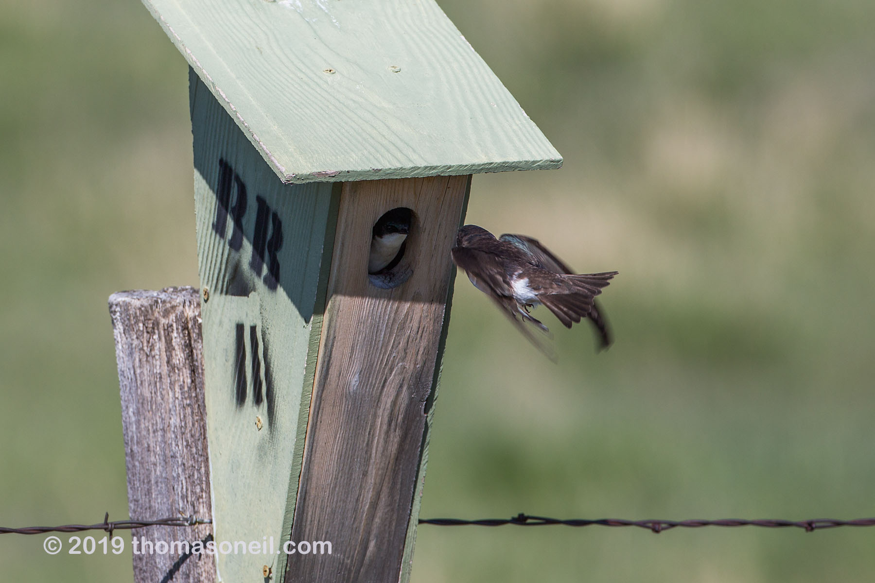 Swallow trying to feed the chick inside the nest box, Custer State Park, May 2019.  Click for next photo.