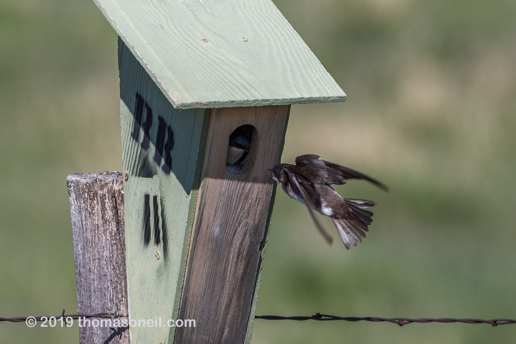 Swallow trying to feed the chick inside the nest box, Custer State Park, May 2019.  Click for next photo.