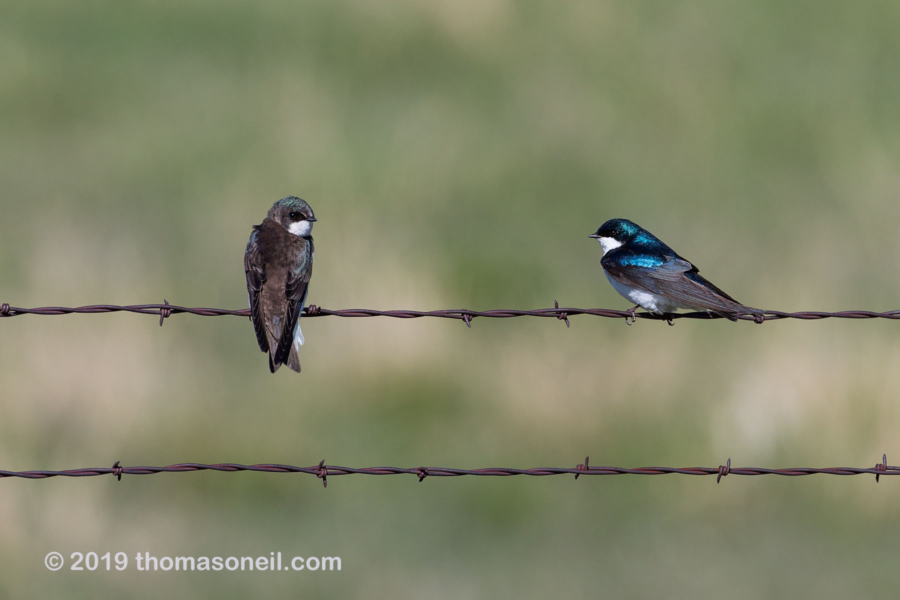 Swallows, Custer State Park, May 2019.  Click for next photo.