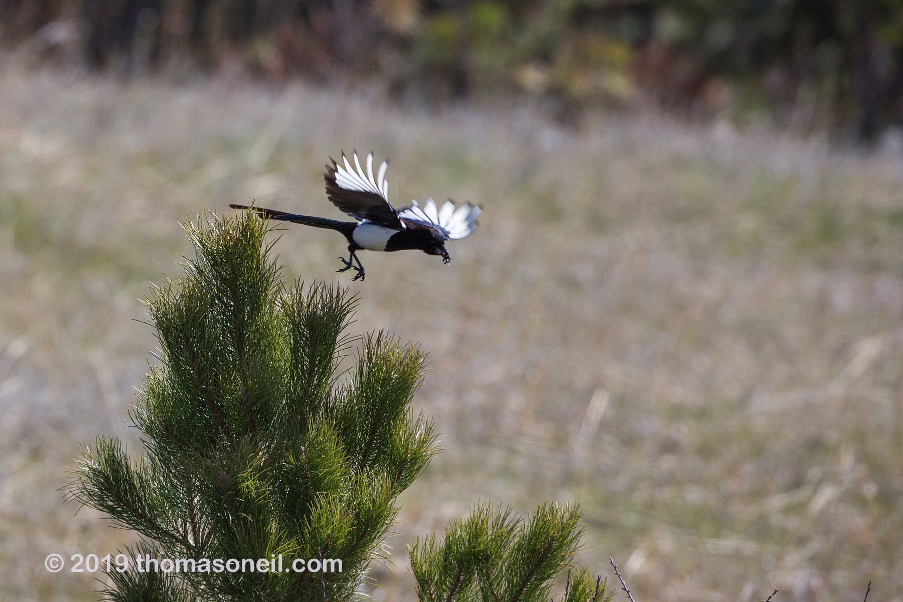 Magpie, Custer State Park, May 2019.  Click for next photo.