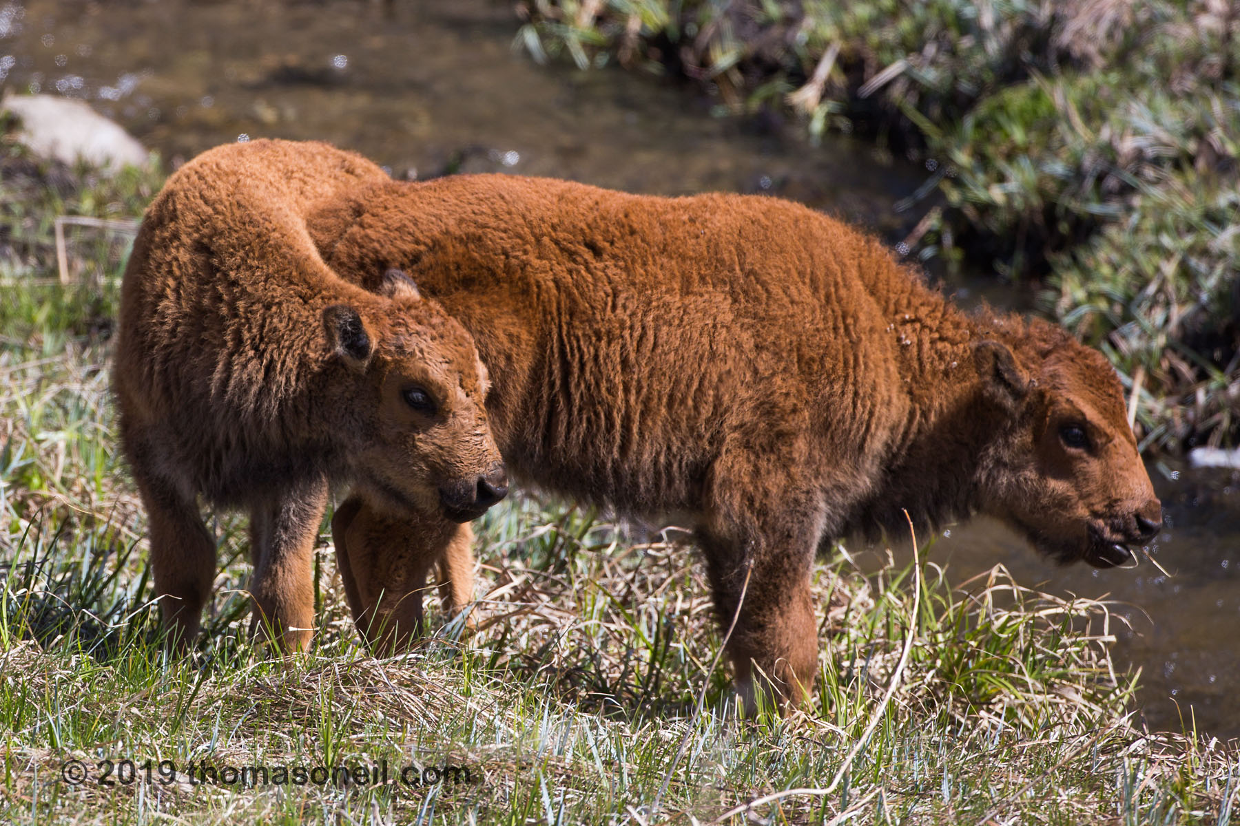 Baby bison, Custer State Park, May 2019.  Click for next photo.