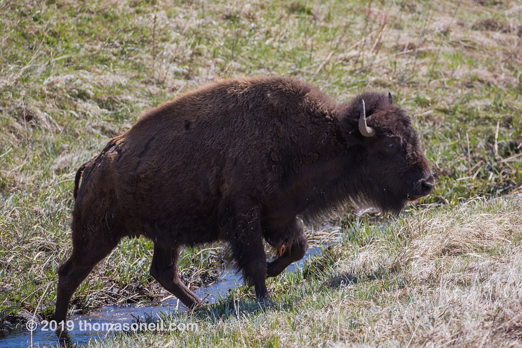 Bison, Custer State Park, May 2019.  Click for next photo.