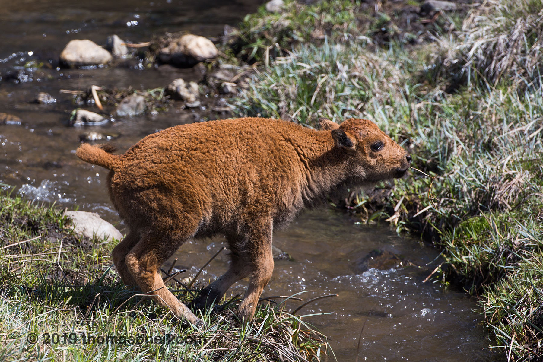 Baby bison getting ready to jump the creek, Custer State Park, May 2019.  Click for next photo.