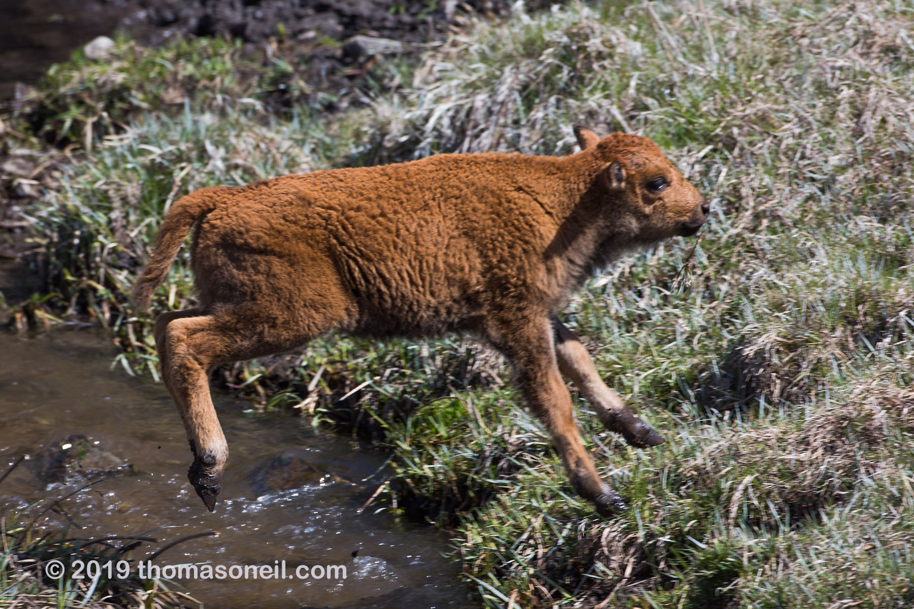 Baby bison is airborne, Custer State Park, May 2019.  Click for next photo.