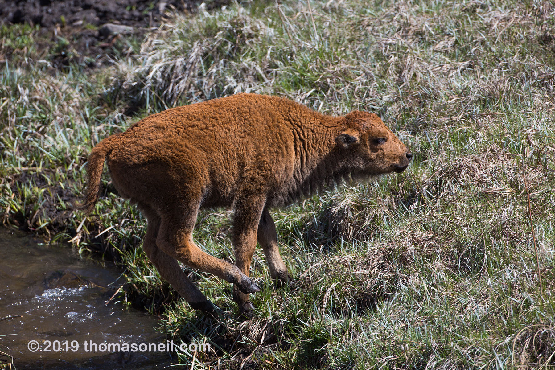 Baby bison sticks the landing, Custer State Park, May 2019.  Click for next photo.