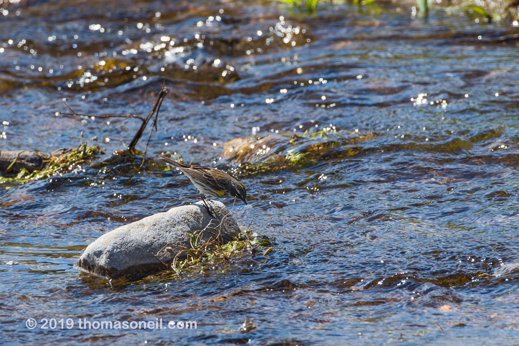 Bird in a stream, Wind Cave National Park, May 2019.  The closest I can come to a bird ID is Yellow-rumped Warbler, Myrtle variety.  Click for next photo.