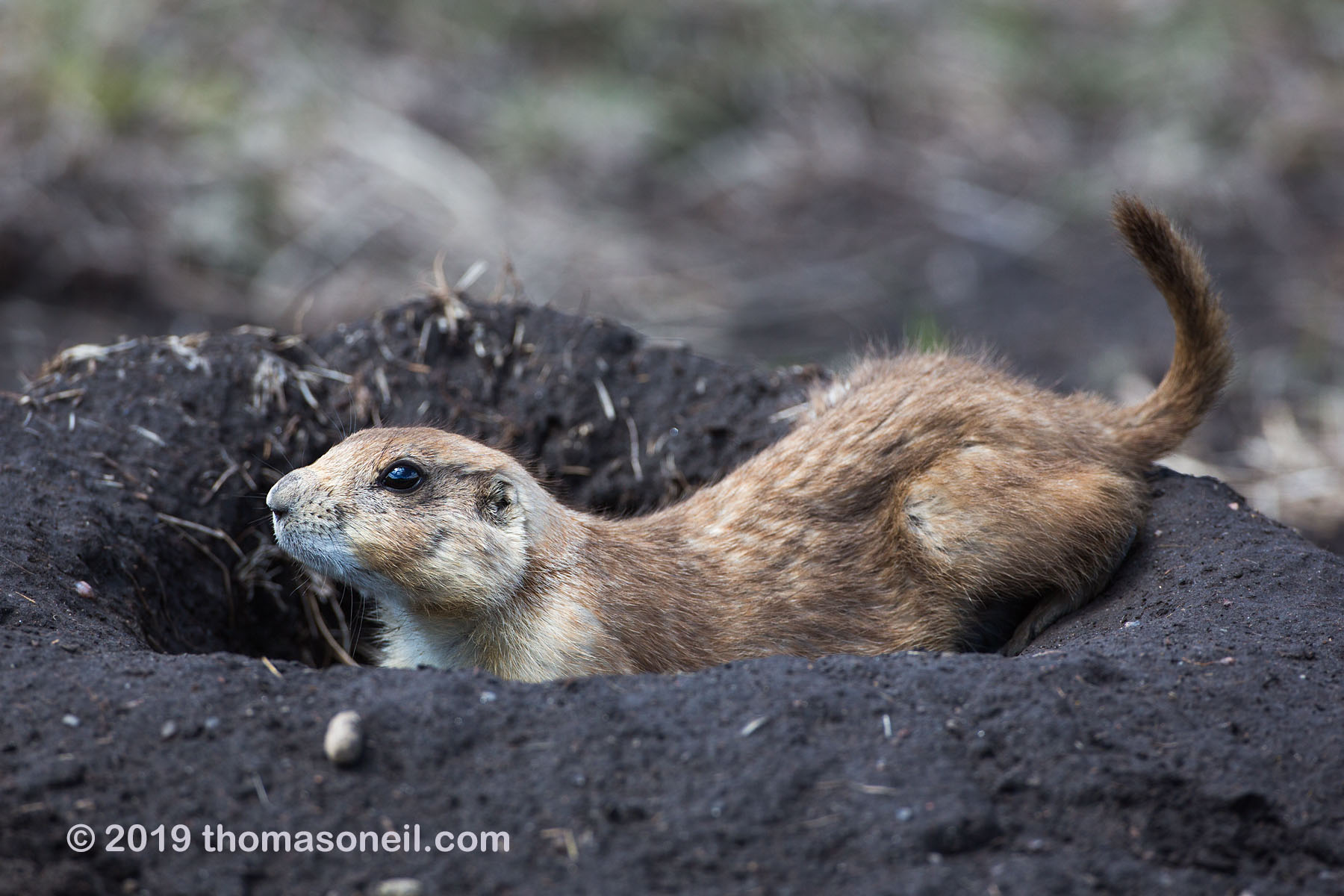 Prairie dog, Wind Cave National Park, May 2019.  Click for next photo.