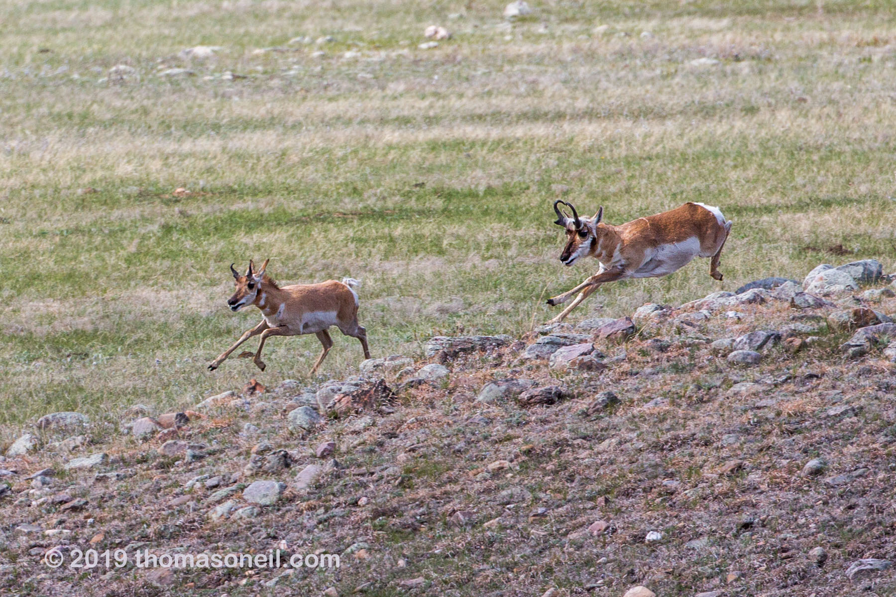 The old pronghorn buck chases a member of its herd, Custer State Park, May 2019.  Click for next photo.