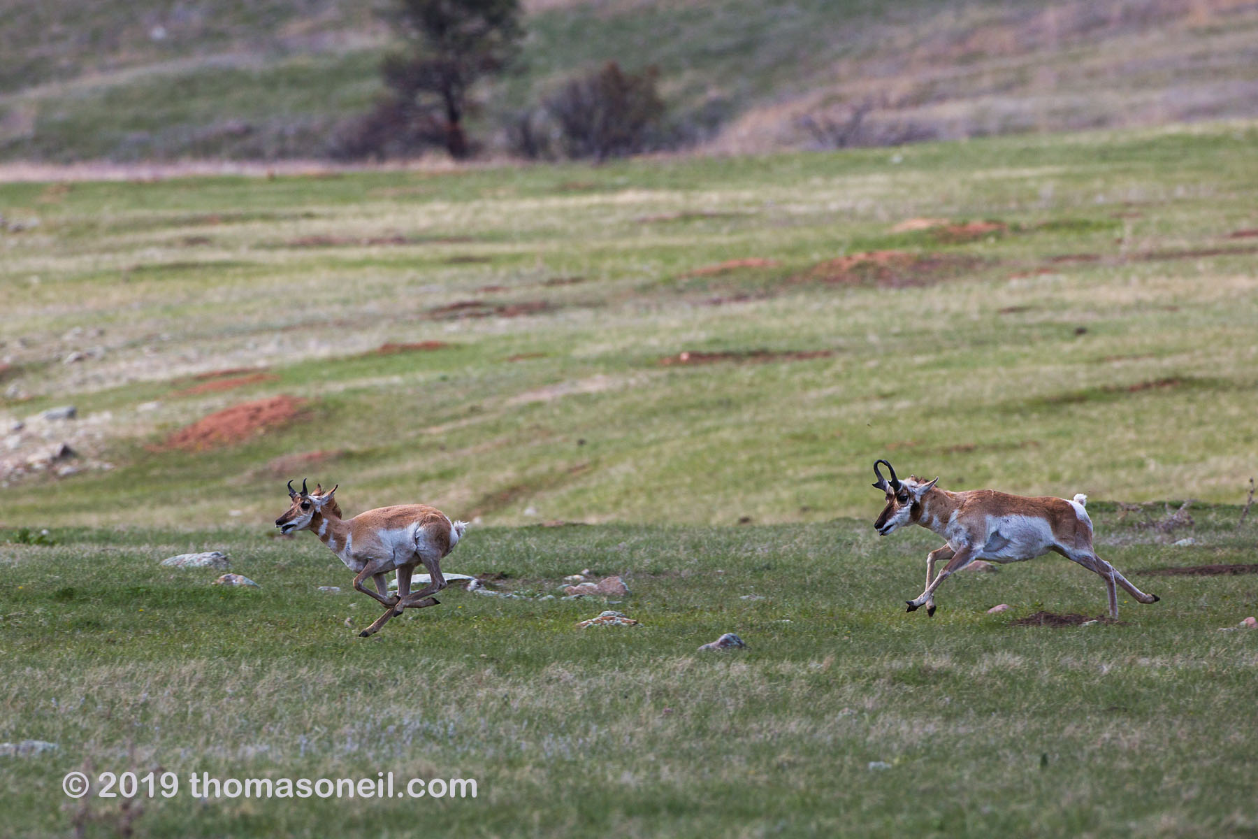 The old pronghorn buck chases a member of its herd, Custer State Park, May 2019.  Click for next photo.