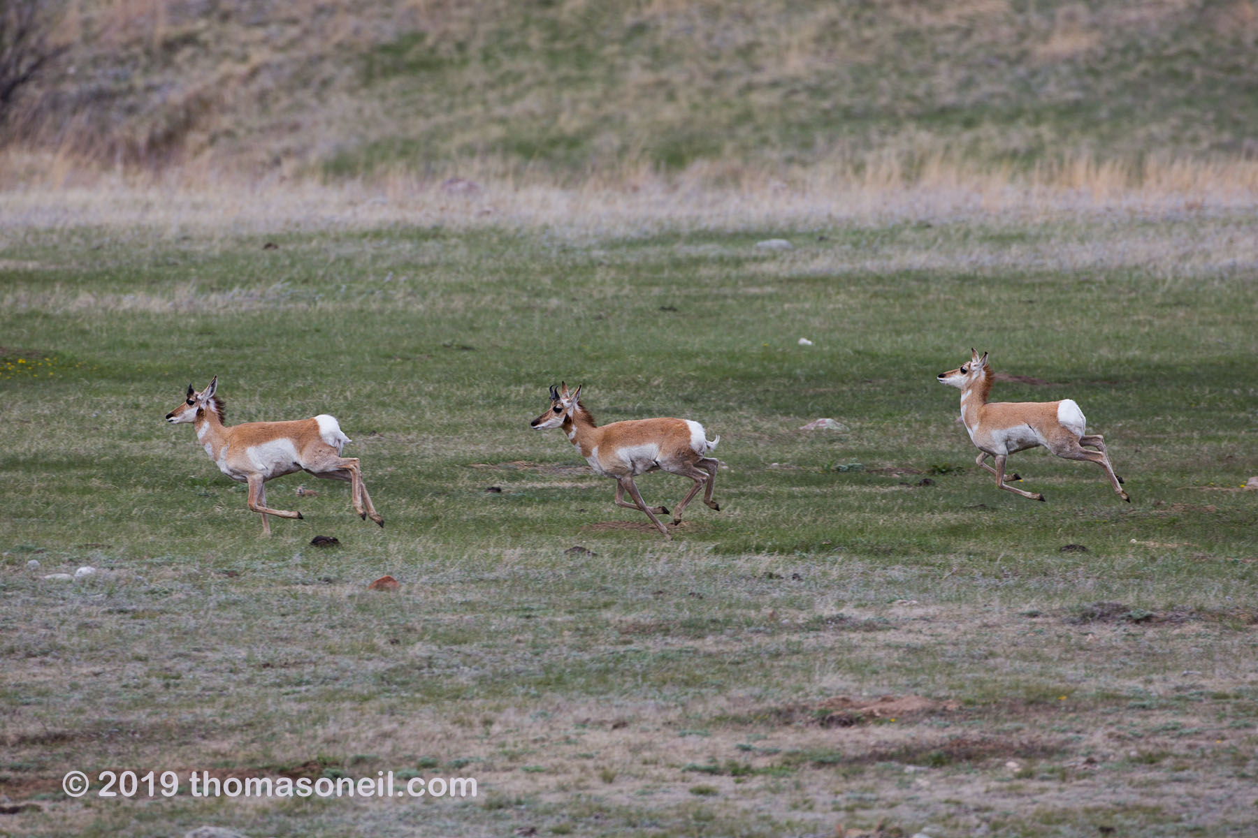 Pronghorns, Custer State Park, May 2019.  Click for next photo.
