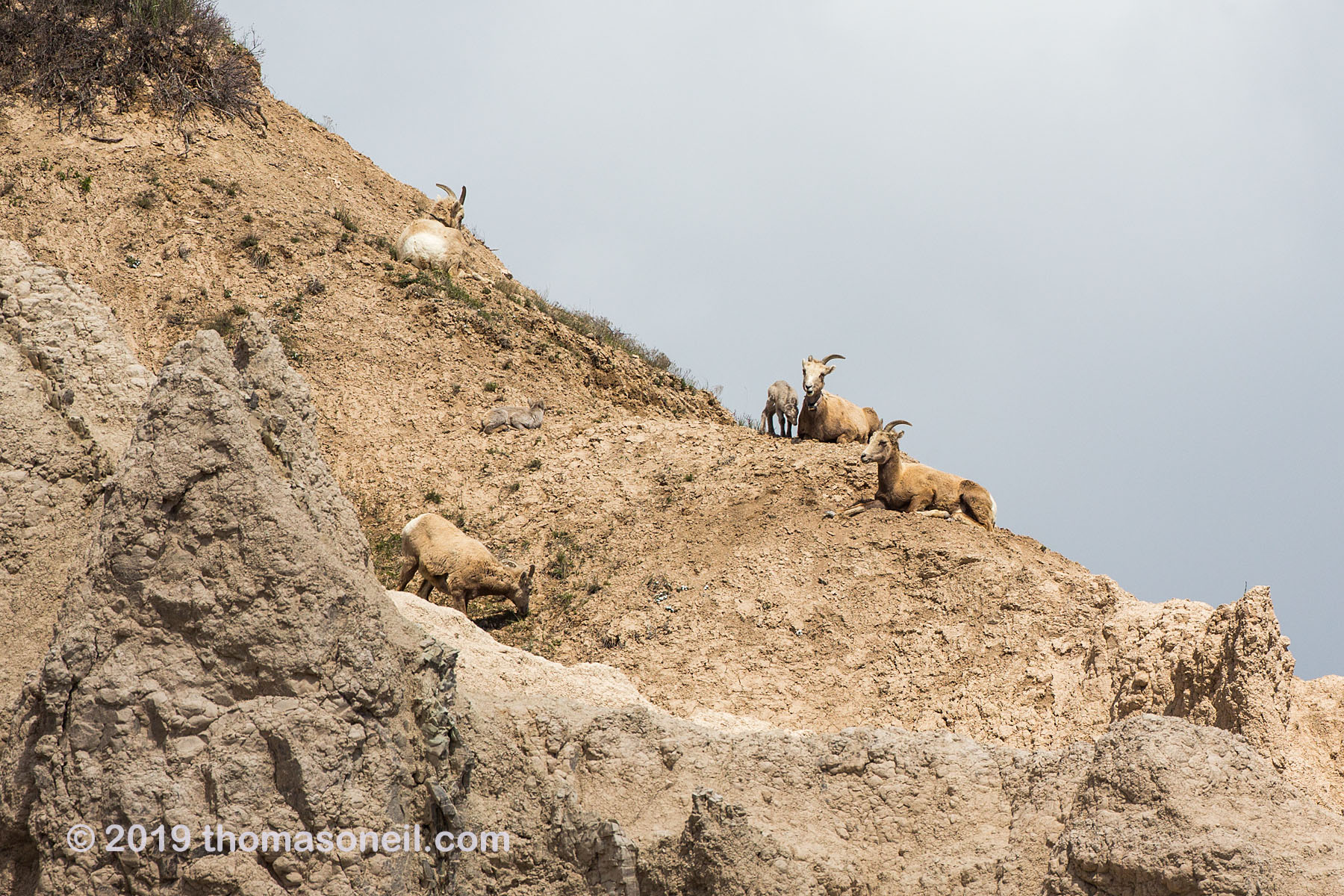Bighorns on the peak above Ancient Hunters Overlook, Badlands National Park, May 2019.  Click for next photo.