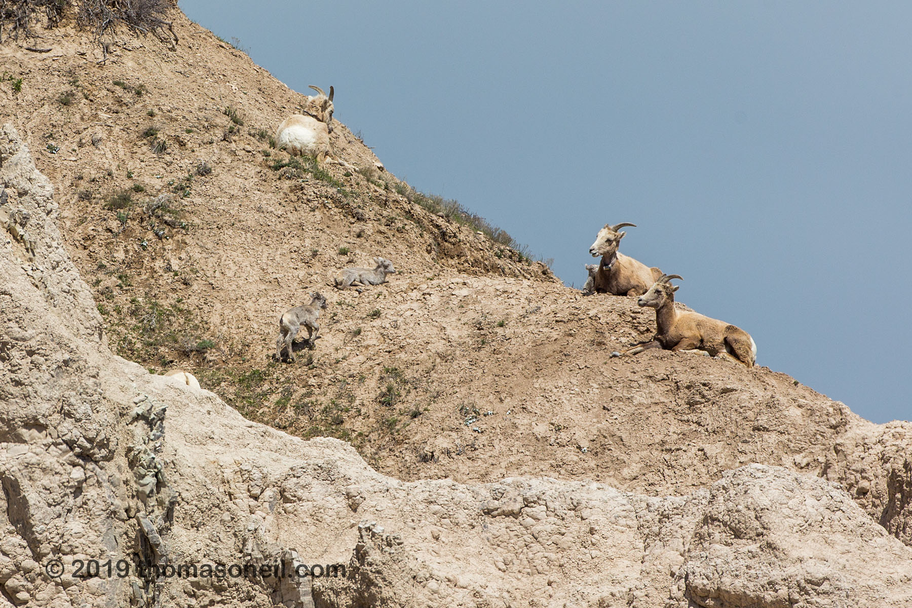 Bighorns on the peak above Ancient Hunters Overlook, Badlands National Park, May 2019.  There are two lambs in the center of the image and another partially obscured by his mother at upper right.  Click for next photo.
