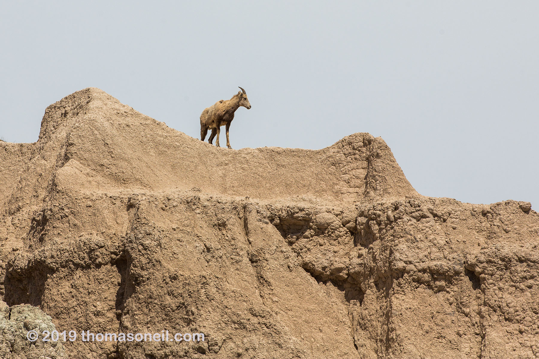 Bighorn on the peak above Ancient Hunters Overlook, Badlands National Park, May 2019.  Click for next photo.