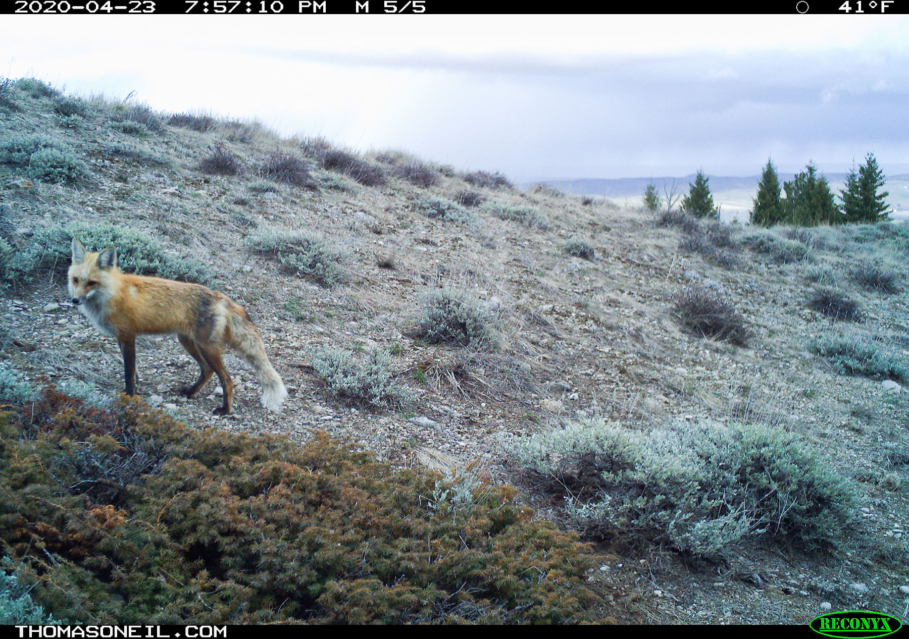 Fox near Luther, MT, 2020.  Click for next photo.