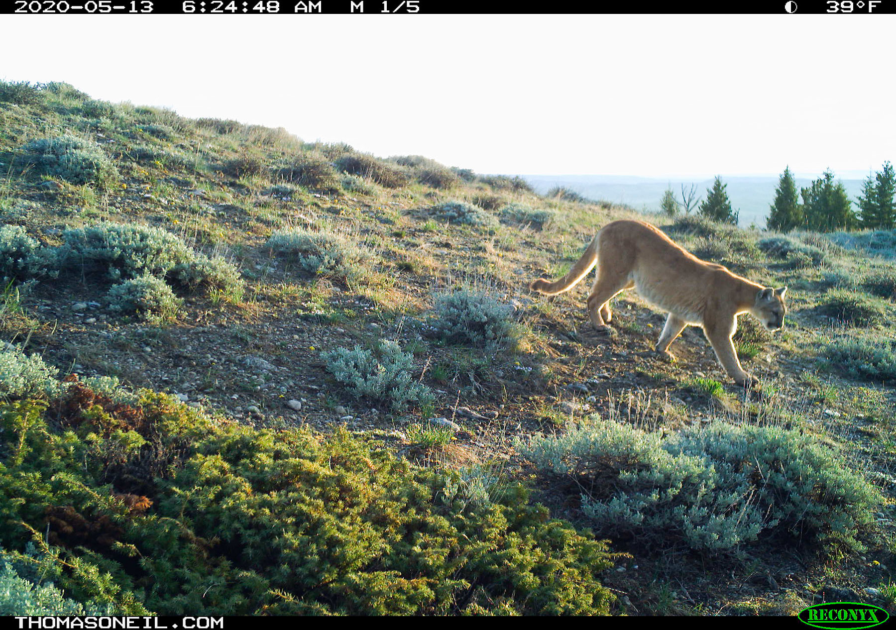 Mountain Lion near Luther, MT, 2020.  Click for next photo.