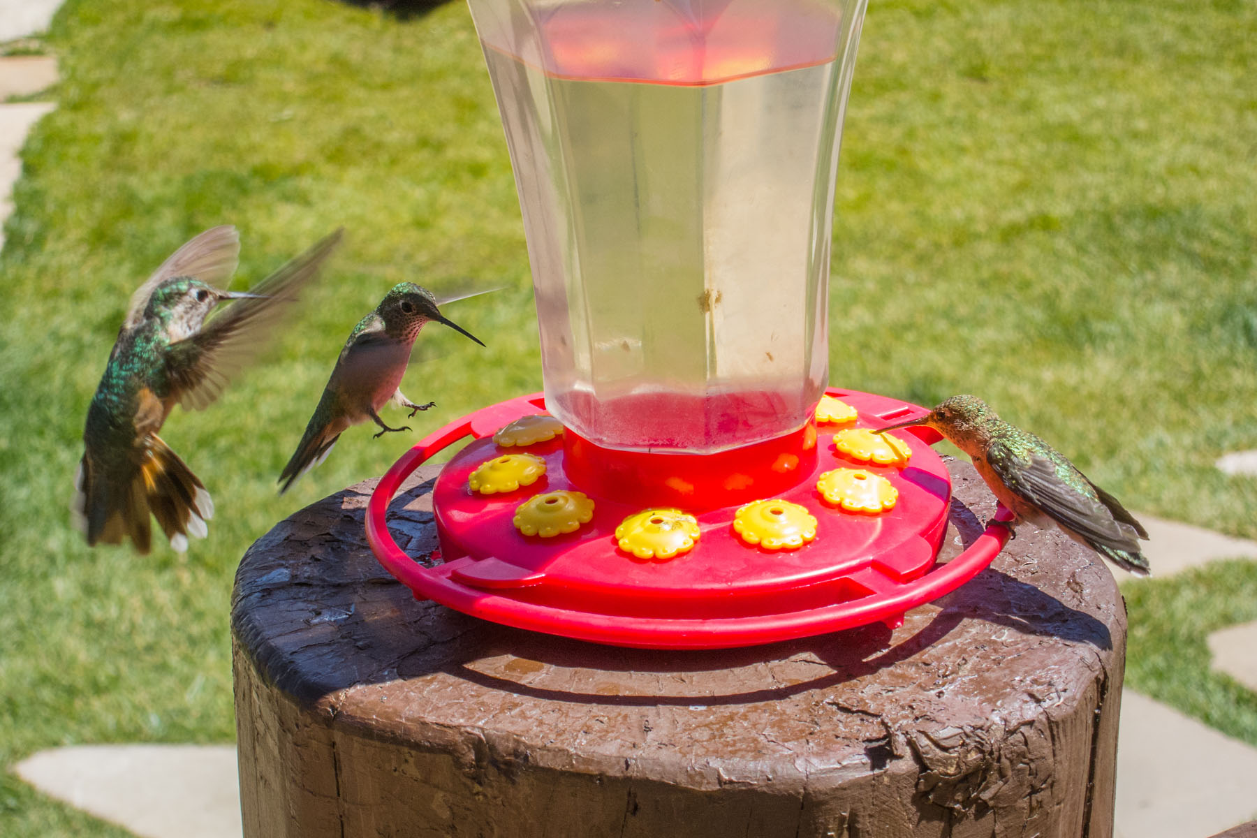 Hummingbirds, Camp Hale, CO, 2020.  Click for next photo.